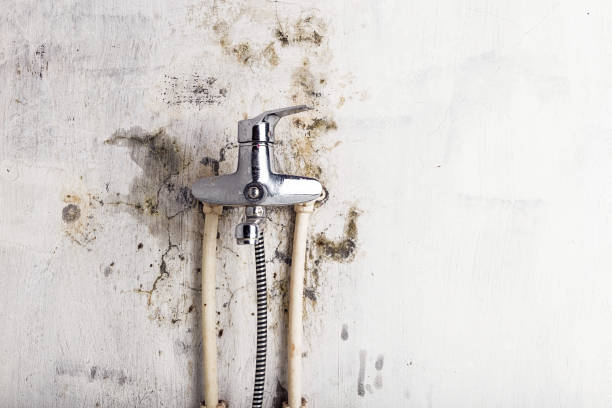 Best Preventive Mold Services in Shasta Lake, CA