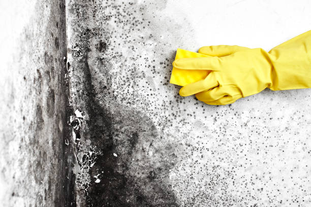 Best Insurance-Related Mold Remediation in Shasta Lake, CA
