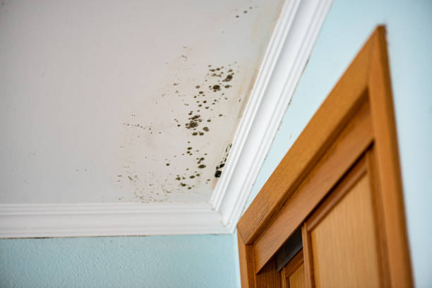 Best Crawl Space Mold Remediation in Shasta Lake, CA