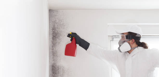 Best Localized Mold Remediation (e.g., coastal areas, humid climates) in Shasta Lake, CA