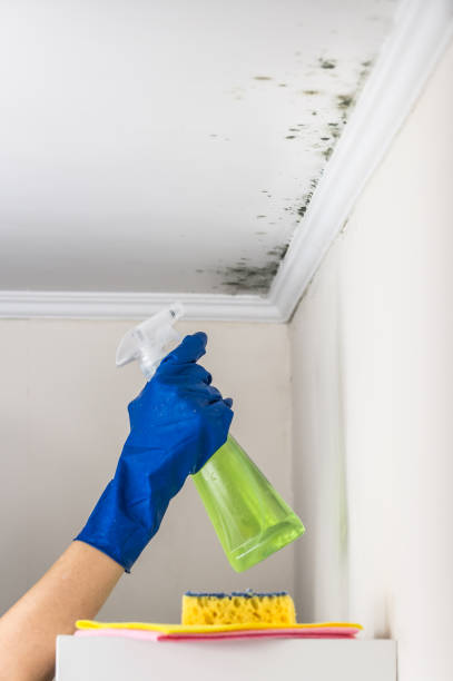 Best Residential Mold Remediation in Shasta Lake, CA